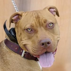 Meet your Posher, Dawn